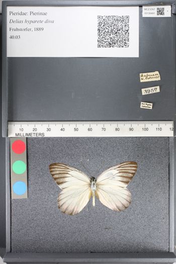 Media type: image;   Entomology 130491